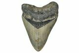 Fossil Megalodon Tooth - North Carolina #349329-1